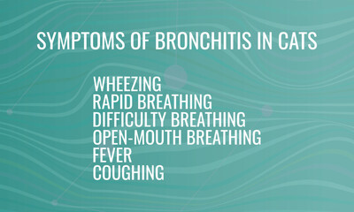 Symptoms of Bronchitis in Cats. Vector illustration for medical journal or brochure.