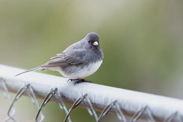 Small Bird (Dark-Eyed Juncos) perched