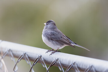 Small Bird (Dark-Eyed Juncos) perched