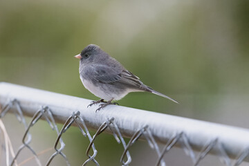 Small Bird (Dark-Eyed Juncos) perched