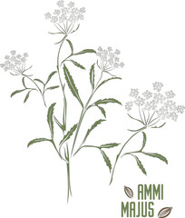 Greater Ammi stem with flowers and leafs vector. Greater Ammi medicinal herbal outline. Set of Ammi majus blossom contours in green color for pharmaceuticals and cosmetology.