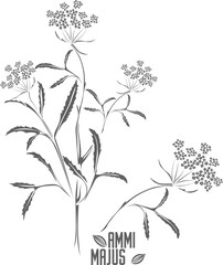 Ammi majus stem with leafs and flowers vector silhouette. Greater Ammi medicinal herbal outline. Set of Ammi majus blossom contours for pharmaceuticals and cosmetology.