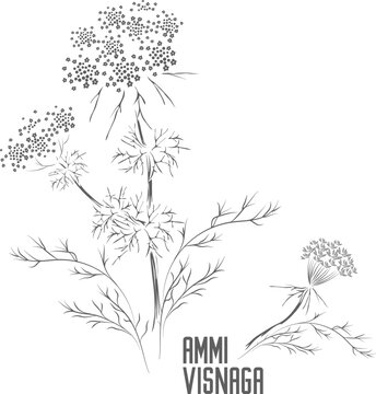 Ammi visnaga stem with leafs and blossom vector silhouette. Ammi visnaga plant medicinal herbal outline. Set of Khella silhouette for pharmaceuticals and cosmetology.