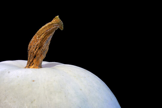 A white pumpkin close-up on a black background. Free space for text. Selective selective focus