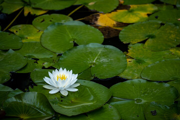 公園の池のスイレンの白い花