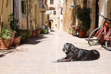 old dog relaxing in old town chania