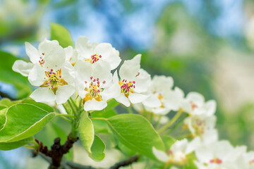 Spring apple tree branches with flowers. Natural floral seasonal easter background. Suitable for postcards. Selective focus. Copyspace.