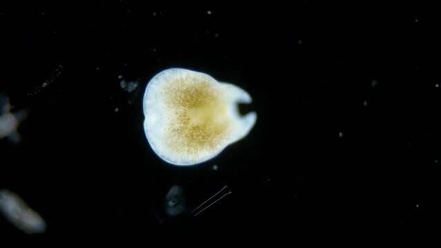 Worm order Acoela under a microscope, phylum Xenacoelomorpha, possibly family Convolutidae. Red sea