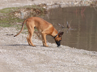 Young adorable Belgian shepherd dog Malinois sniffing stones by the lakeshore