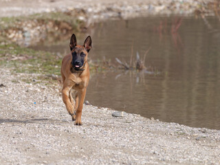 Young adorable Belgian shepherd dog Malinois running by the lakeshore