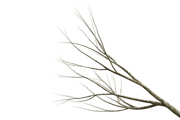 Obraz premium Tree dry branch isolated on transparent background, 3d render illustration.