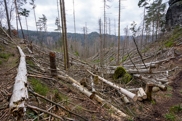 Nationalpark Sächsische Schweiz- Totholz durch den Borkenkäfer 1