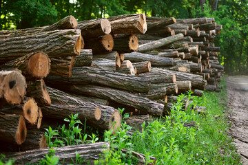 Stack of firewood. A large pile of logs lies in the forest