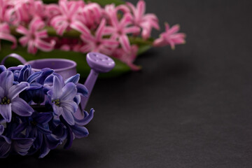 Blue and pink blooming hyacinth flower, water pot on dark background, copy space, mock up. Fantasy floral background, spring concept