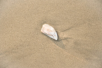 Seashell on the beach