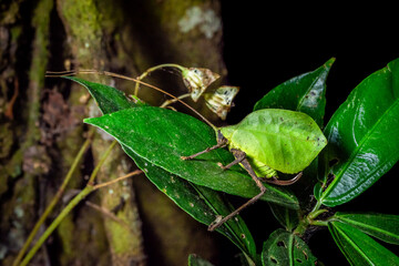 Leaf grasshopper from Costa Rica