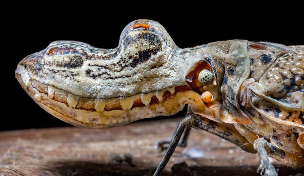 Peanut-headed lanternfly (Fulgora laternaria) from Costa Rica