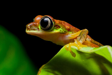 Amazing Lemur leaf frog from Costa Rica (Agalychnis lemur)