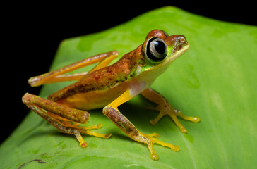 Fototapeta premium Amazing Lemur leaf frog from Costa Rica (Agalychnis lemur)