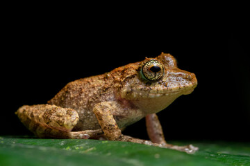 Golden spotted rain frog (Pristimantis cruentus) from Costa Rica