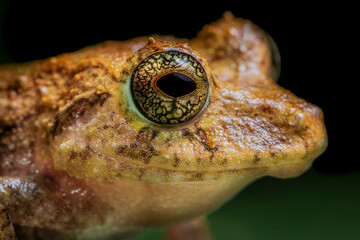 Golden spotted rain frog (Pristimantis cruentus) from Costa Rica