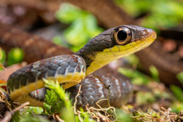 Gorgeous Costarican Dendrophidion apharocybe snake