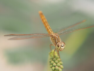 dragonfly close up