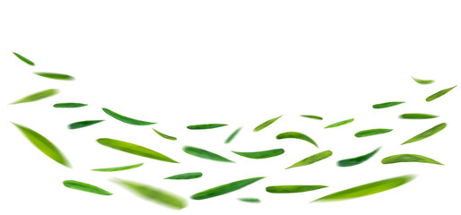 Green leaves flying in the air isolated on background.