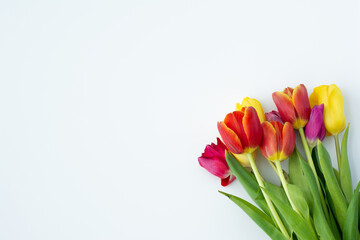 bouquet of red, yellow, purple tulips on a white background. Mother's Day, Valentine's Day, March 8th, birthday celebration concept. Space for text, top view