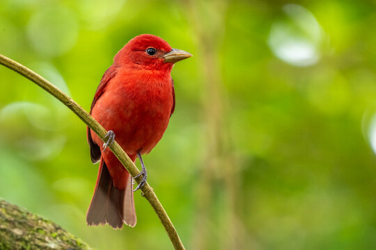 Summer tanager (Piranga rubra) from Costa Rica 