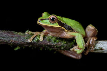 Fototapeta premium Masked tree frog (Smilisca phaeota) from Costa Rica
