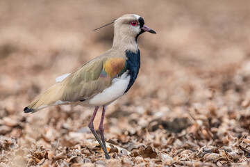 Southern lapwing from Costa Rica (Vanellus chilensis)