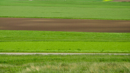 Field stripes in Summer