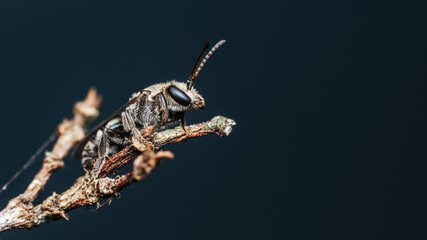 Close up of female sweat bee perched on tree branch and nature background, Macro photo, Selective focus.