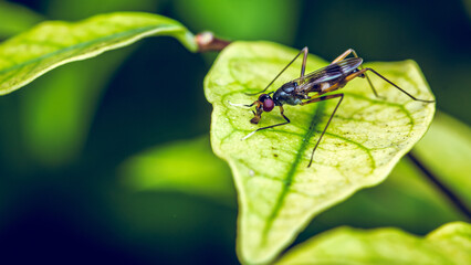 Adult Stilt-legged Fly on Green Leaf, Insect animal, macro photo.