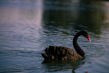 Graceful Black swan swimming on a lake with dark water. The mute swan, Cygnus olor. Al Qudra Lakes, Dubai, United Arab Emirates.