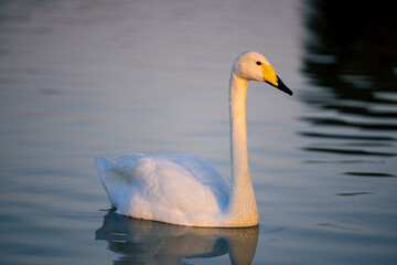 Graceful White swan swimming on a lake with dark water. The mute swan, Cygnus olor. Al Qudra Lakes, Dubai, United Arab Emirates.