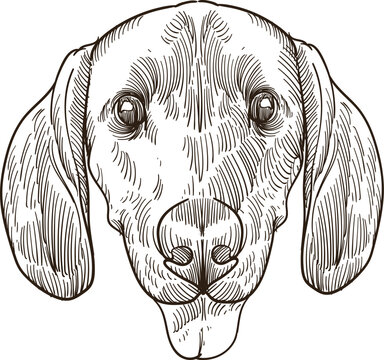 Vintage hand drawn sketch  Redbone Coonhound dog head