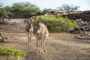 Wild donkey. Female amd cub. Ascension island.