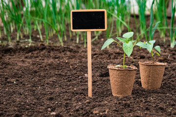 Seedlings in peat pots with garden tools on the soil. The concept of gardening and agriculture.