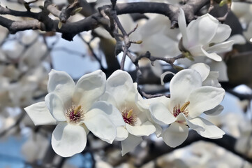 モクレンの花 (Magnolia)