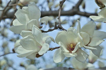 モクレンの花 (Magnolia)