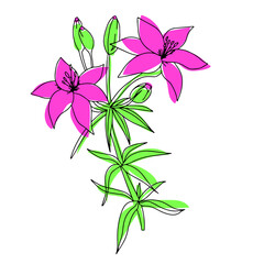 Doodle lily flower with color. Lilium outline. Vector illustration.