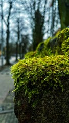 Green moss on the old streets of the city.