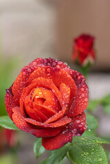 Hot cocoa rose flower bloom in garden spring summer time with rain drops