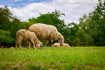 Sheep are grazing grass on meadow