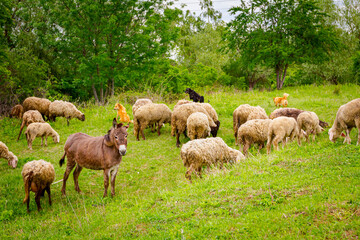 Obraz na płótnie Canvas Flock of sheep with one donkey are grazing grass on meadow