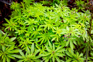 Industrial hemp, sativa grow wild