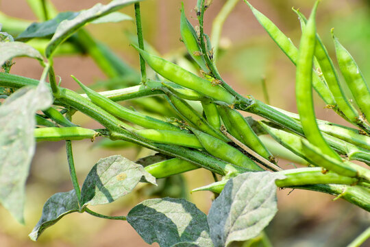 Cluster beans or gawar phali(guar) plant in field,cyamopsis tetragonoloba