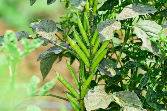 Cluster beans or gawar phali(guar) plant in field,cyamopsis tetragonoloba